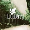Videographer Blueberry Studio