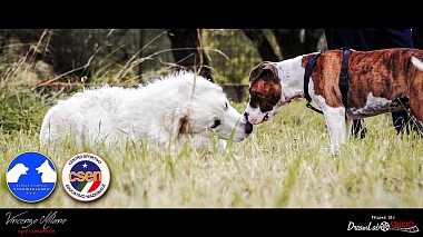 Видеограф Vincent Milano, Реджо-ди-Калабрия, Италия - Dog Trainer School - ASD Scodinzolando, репортаж, событие, спорт