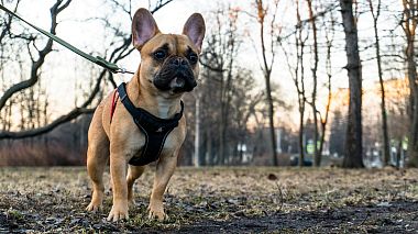 Videographer Aleksey Goryachev from Saint Petersburg, Russia - Sam - french bulldog, moments from his life, humour